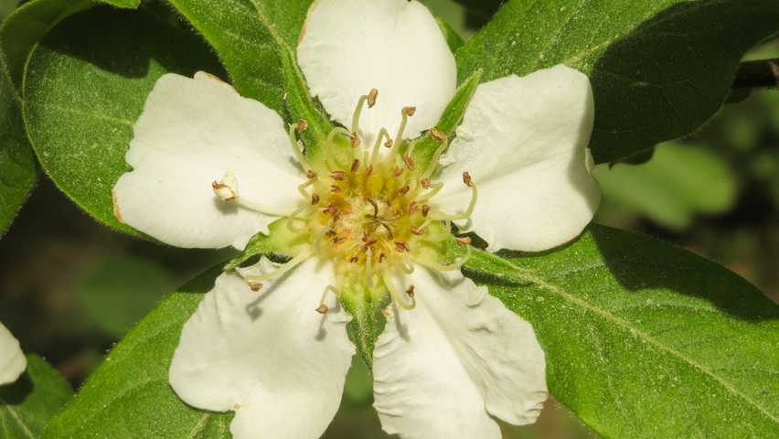 Mespilus germanica цветки