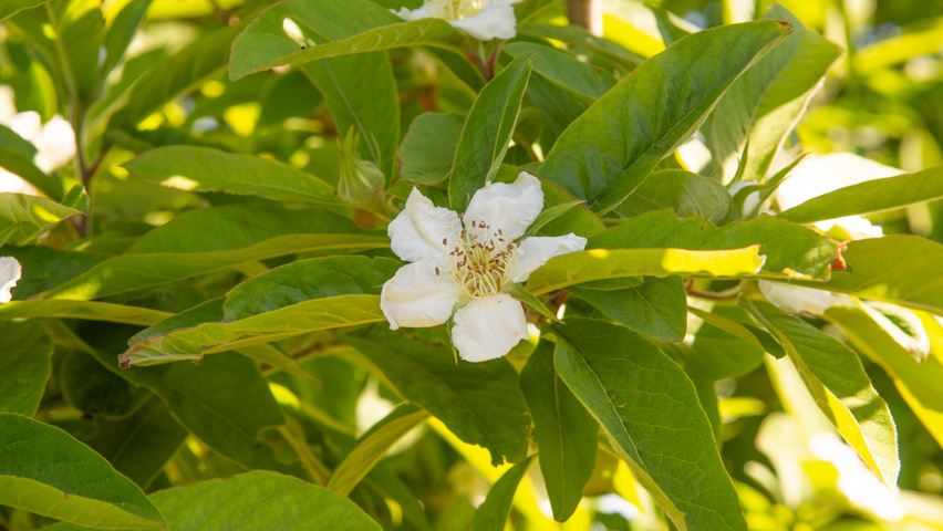 Mespilus germanica цветки