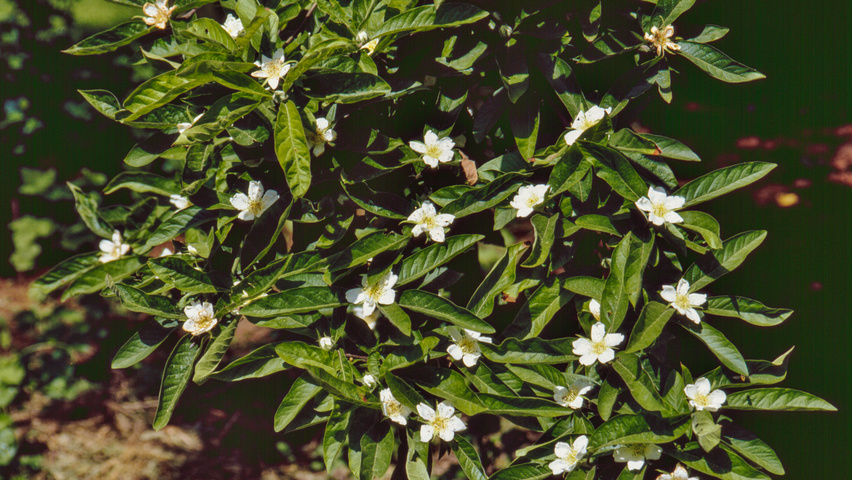 Mespilus germanica цветки