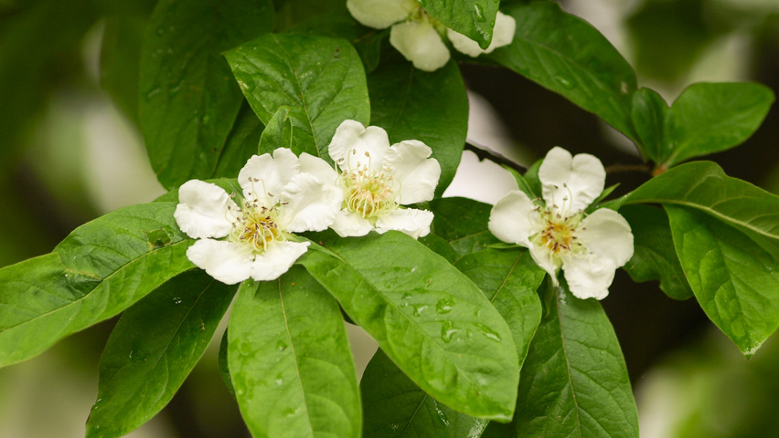 Mespilus germanica цветки