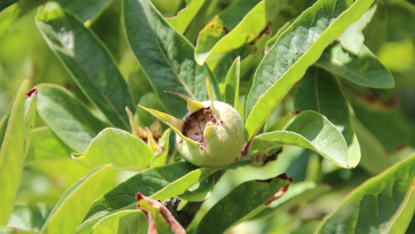 Mespilus germanica плоды