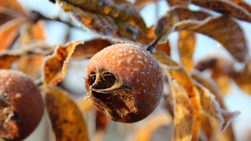 Mespilus germanica плоды