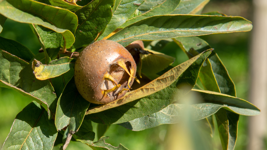 Mespilus germanica плоды
