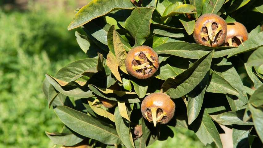 Mespilus germanica плоды