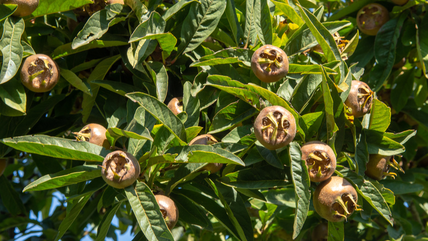 Mespilus germanica плоды