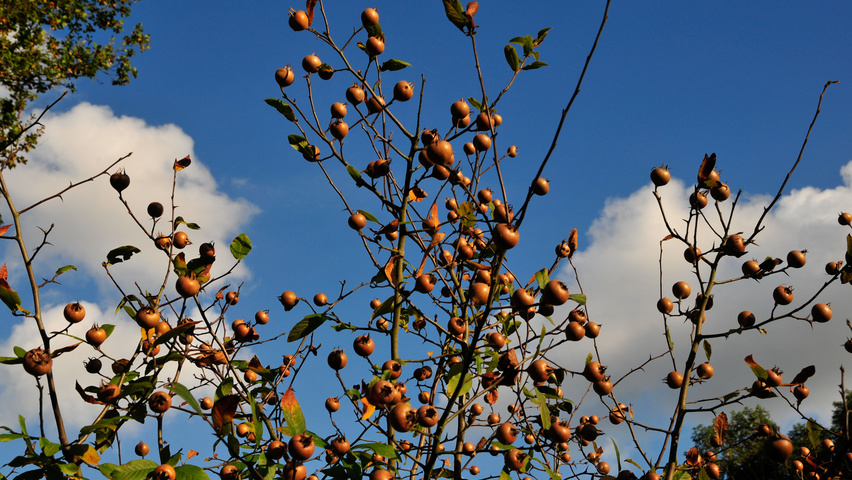 Mespilus germanica плоды