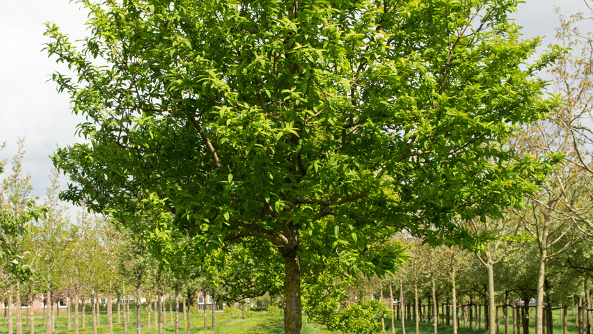 Mespilus germanica shop