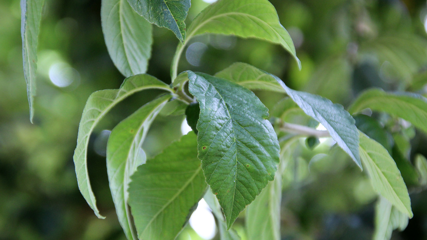 Mespilus germanica листья