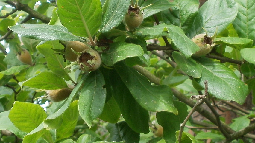 Mespilus germanica листья