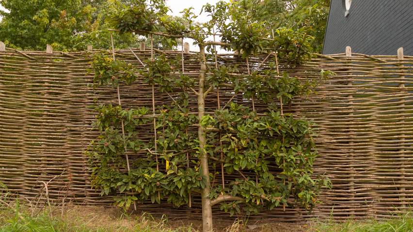 Mespilus germanica Шпалера