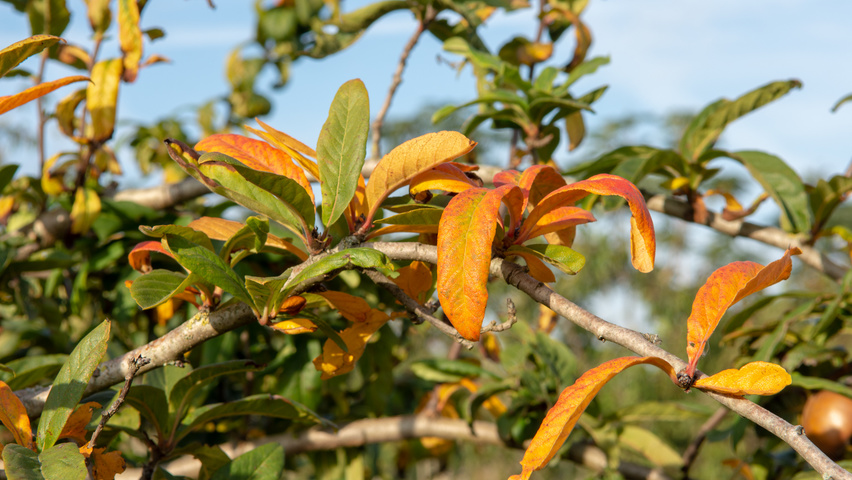 Mespilus germanica 'Westerveld' осенняя  листьев