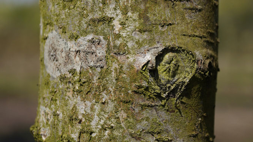 Mespilus germanica 'Westerveld' кора