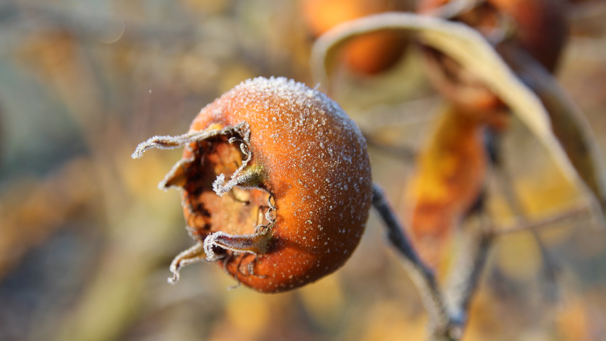 Mespilus germanica 'Westerveld' плоды