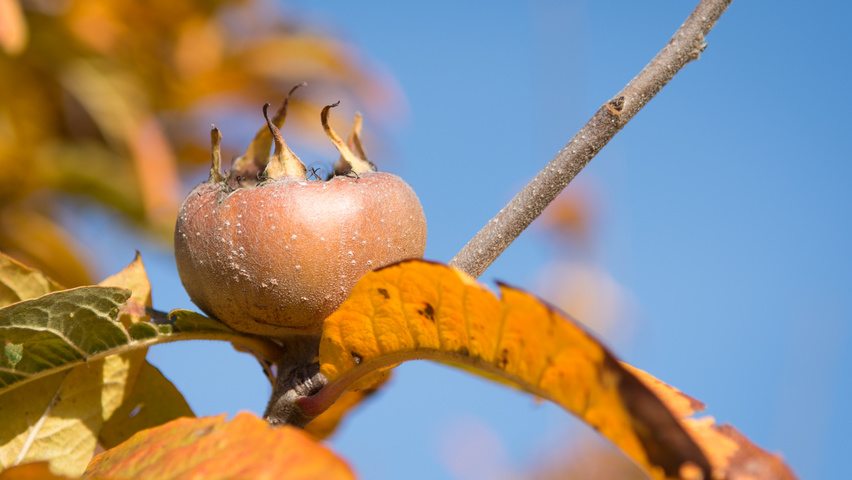 Mespilus germanica 'Westerveld' плоды