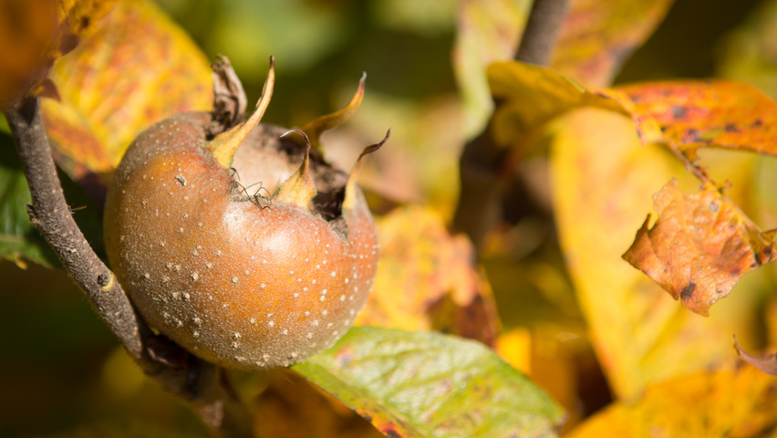 Mespilus germanica 'Westerveld' плоды