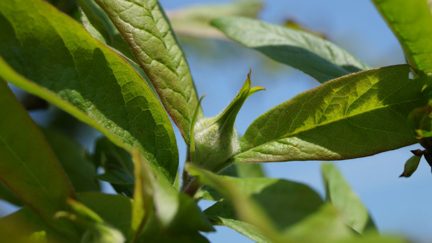 Mespilus germanica 'Westerveld' плоды