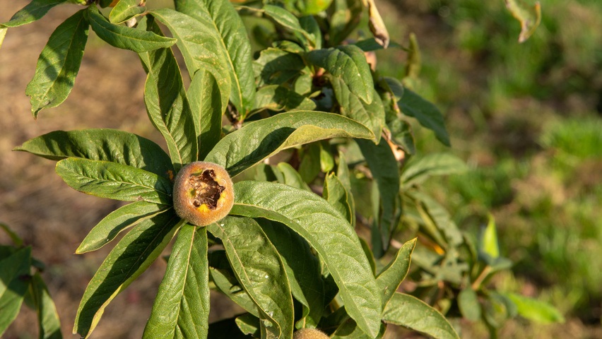 Mespilus germanica 'Westerveld' плоды