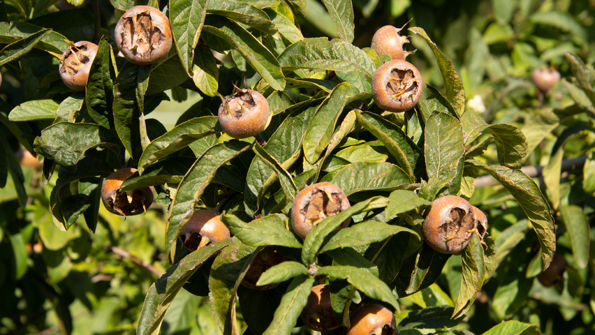 Mespilus germanica 'Westerveld' плоды