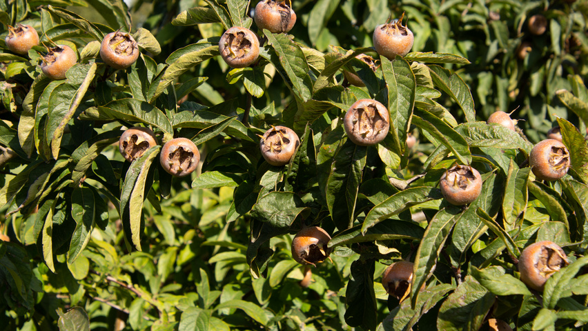 Mespilus germanica 'Westerveld' плоды