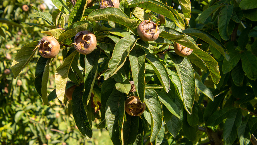 Mespilus germanica 'Westerveld' плоды