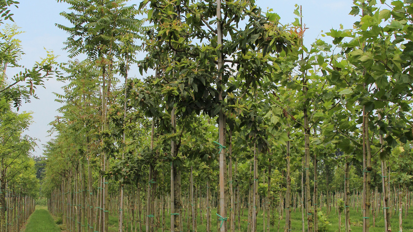 Mespilus germanica 'Westerveld' Деревья с высоким стволом (стандарт)