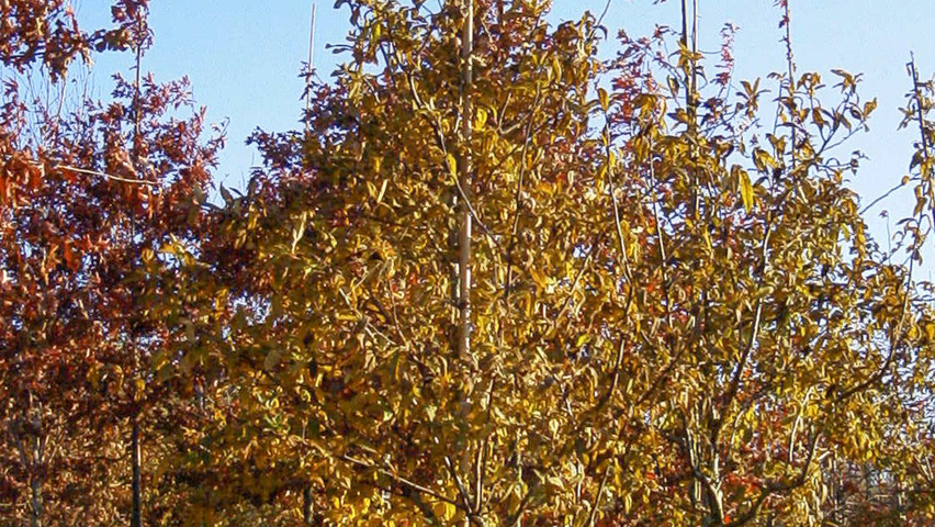 Mespilus germanica 'Westerveld' Деревья с высоким стволом (стандарт)