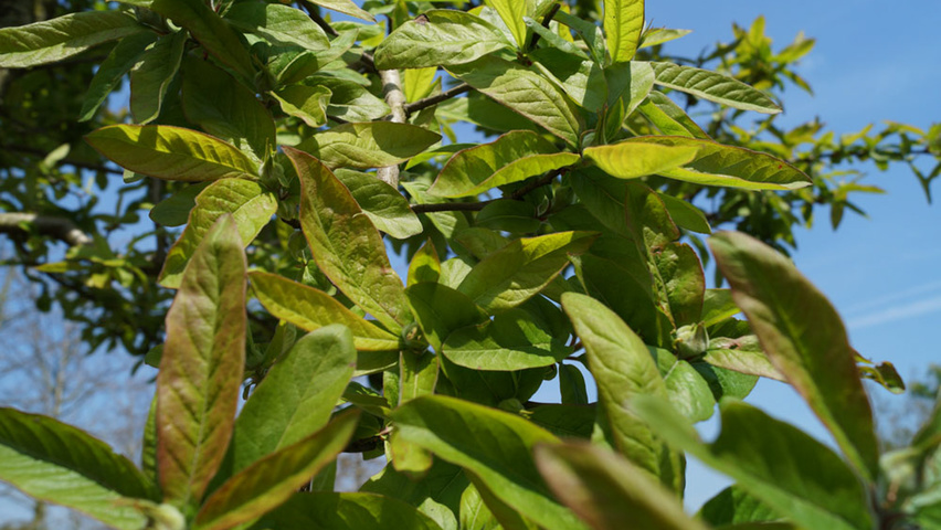 Mespilus germanica 'Westerveld' листья