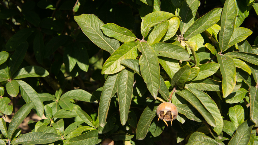 Mespilus germanica 'Westerveld' листья