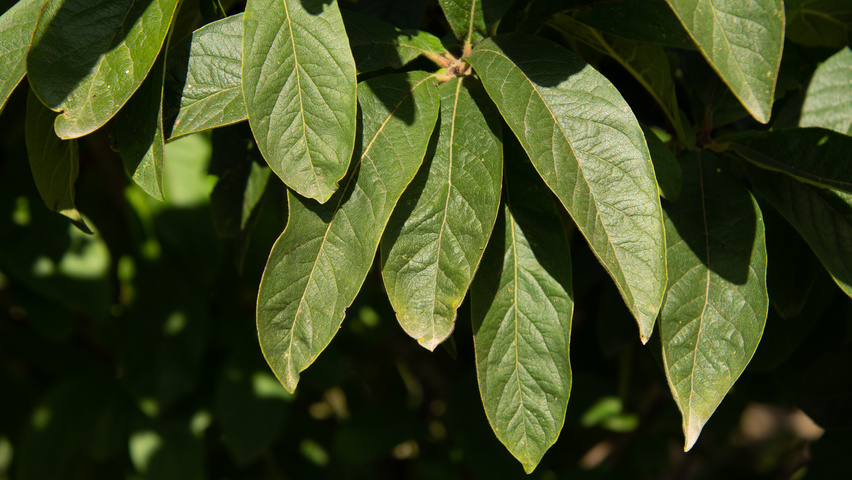 Mespilus germanica 'Westerveld' листья