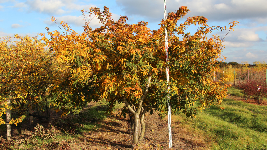 Mespilus germanica 'Westerveld' Многоствольные деревья