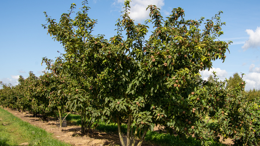 Mespilus germanica 'Westerveld' Многоствольные деревья