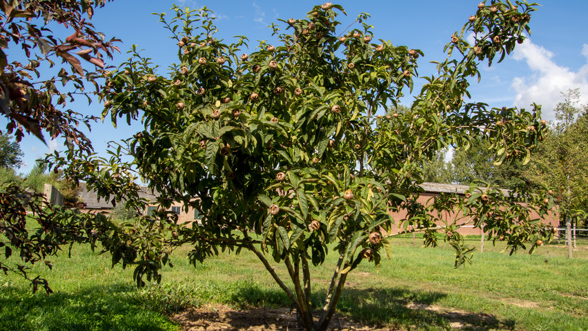 Mespilus germanica 'Westerveld' Многоствольные деревья