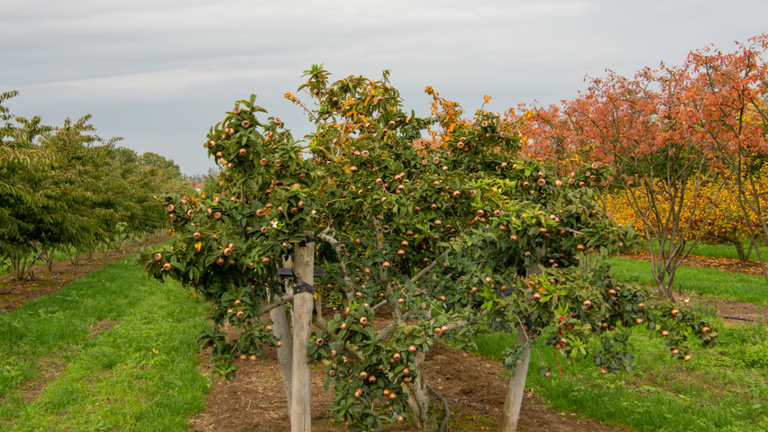 Mespilus germanica 'Westerveld' Многоствольные деревья
