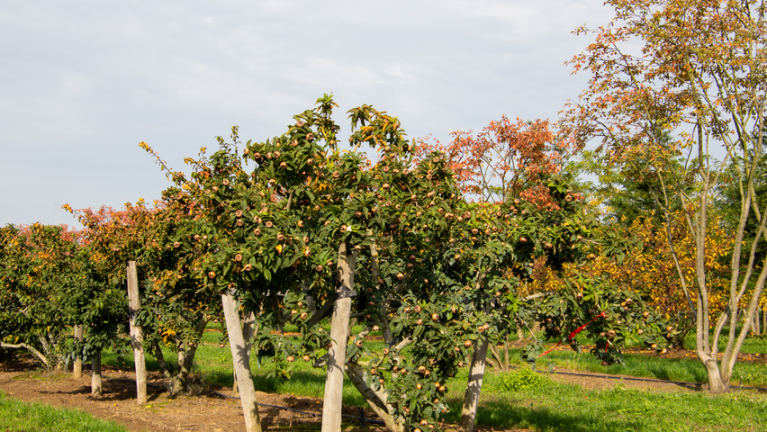 Mespilus germanica 'Westerveld' Многоствольные деревья