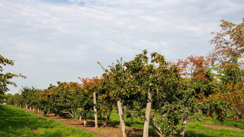 Mespilus germanica 'Westerveld' Многоствольные деревья