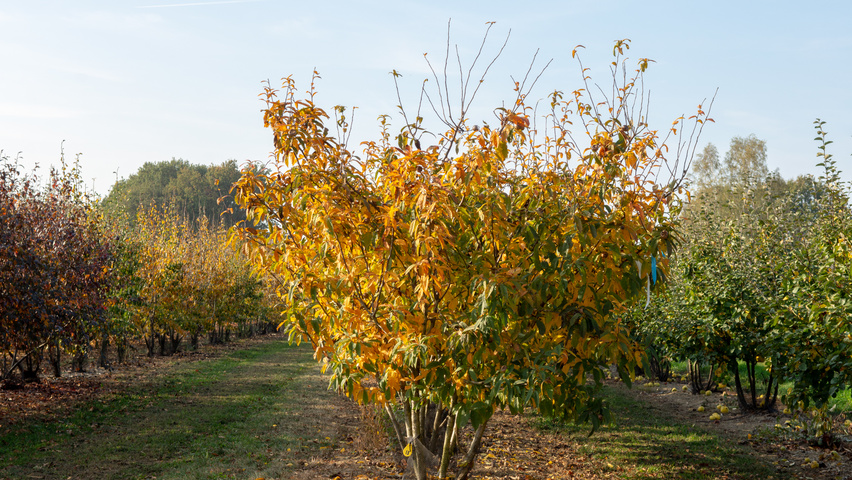 Mespilus germanica 'Westerveld' Многоствольные зонтичные формы