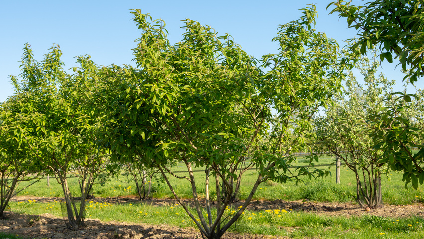 Mespilus germanica 'Westerveld' Многоствольные зонтичные формы