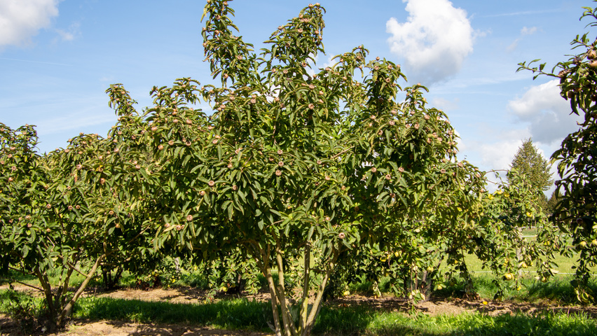 Mespilus germanica 'Westerveld' Многоствольные зонтичные формы