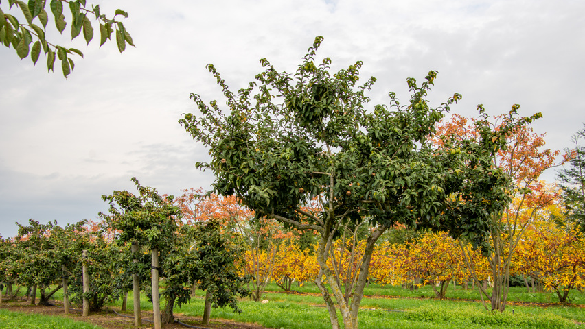 Mespilus germanica 'Westerveld' Многоствольные зонтичные формы
