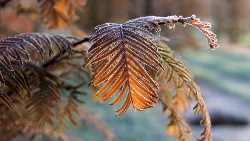 Metasequoia glyptostroboides autumn leaves