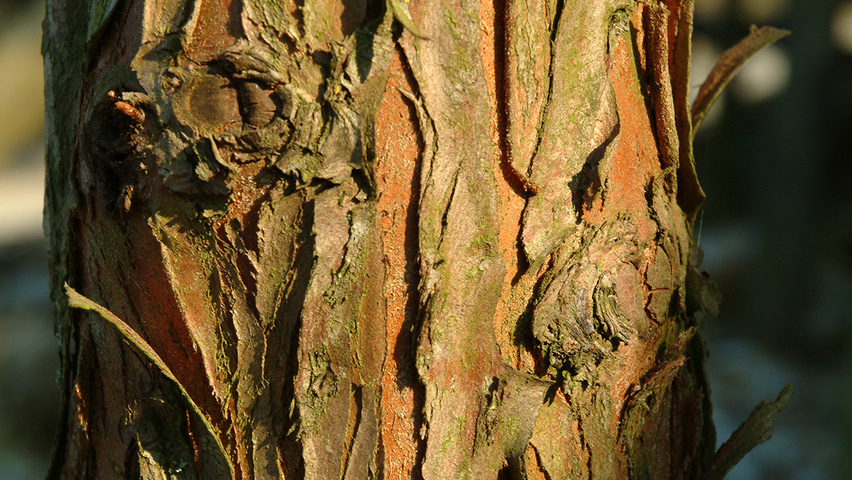 Metasequoia Glypto Metasequoia Glypto