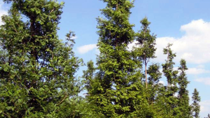 Metasequoia glyptostroboides feathered