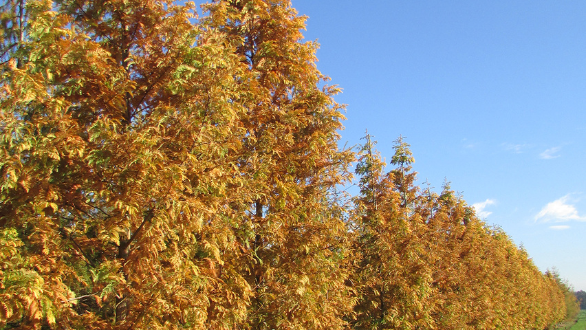 Metasequoia glyptostroboides feathered