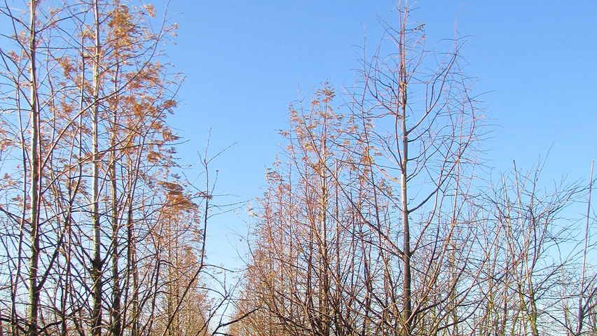 Metasequoia glyptostroboides feathered