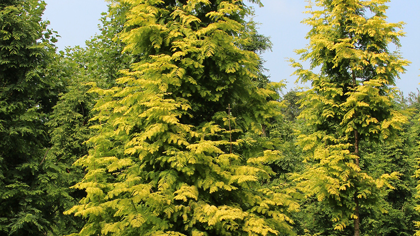 Metasequoia glyptostroboides 'Goldrush' pienne