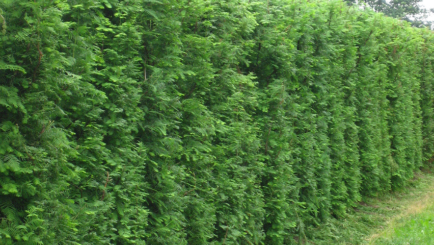 Metasequoia glyptostroboides hedge element