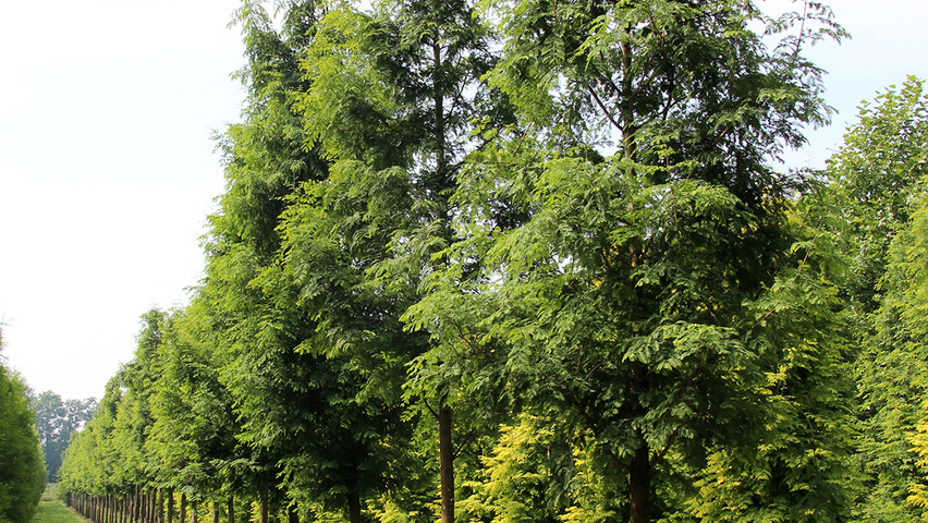 Metasequoia glyptostroboides standard tree