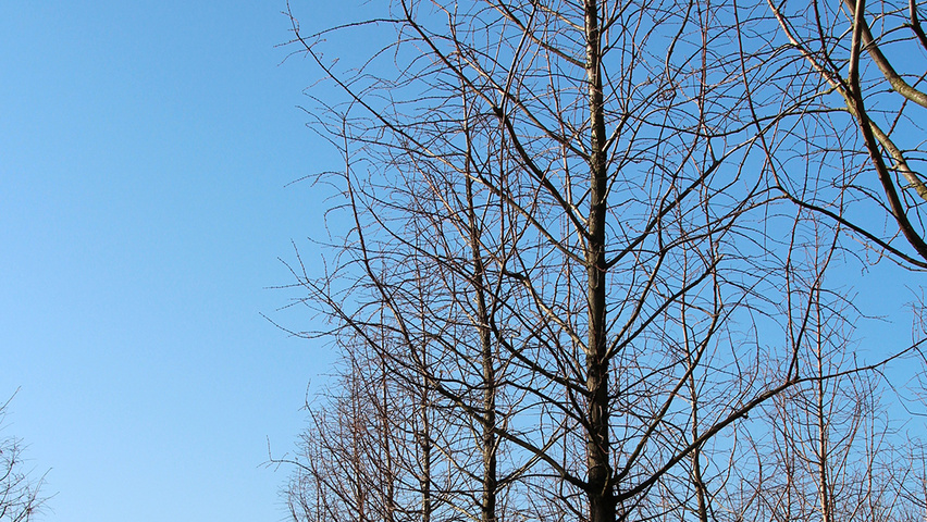 Metasequoia glyptostroboides standard tree