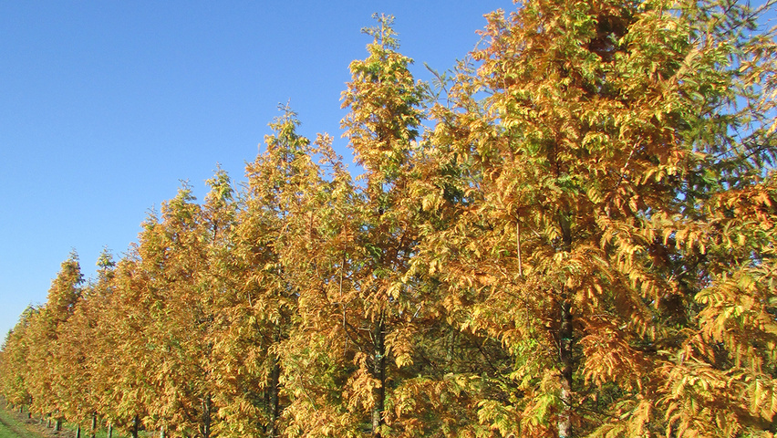 Metasequoia glyptostroboides standard tree