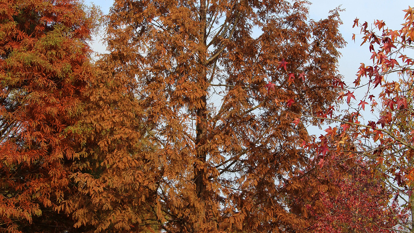 Metasequoia glyptostroboides standard tree